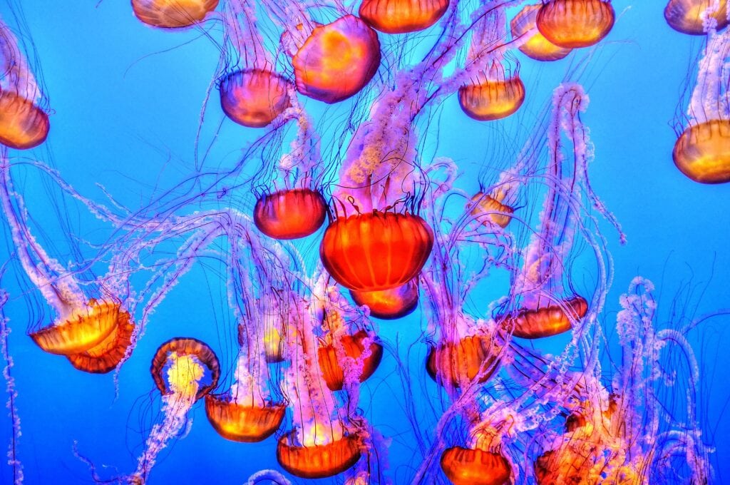 Orange jelly fish swimming