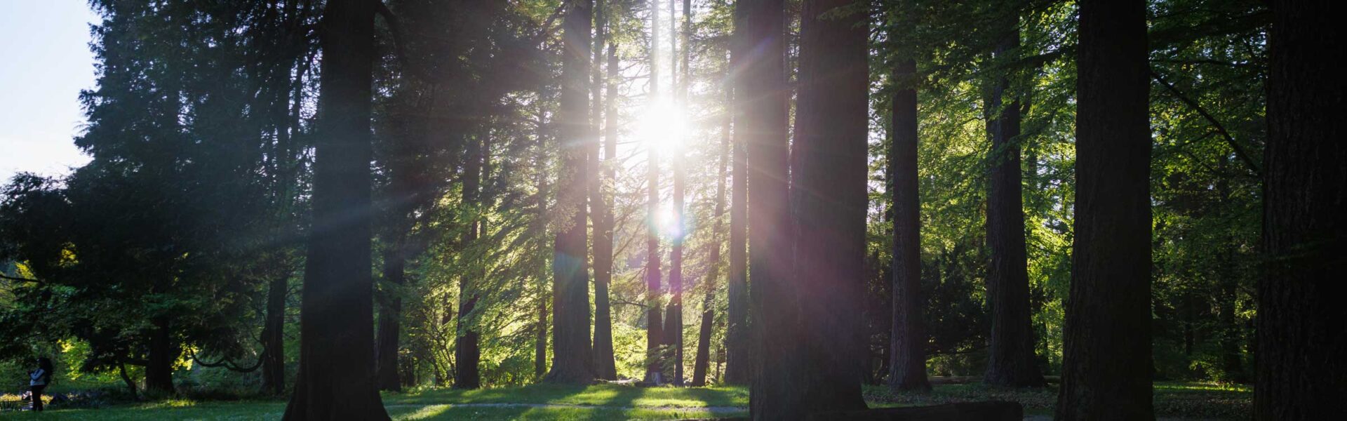 Sunlight shining through evergreen trees.