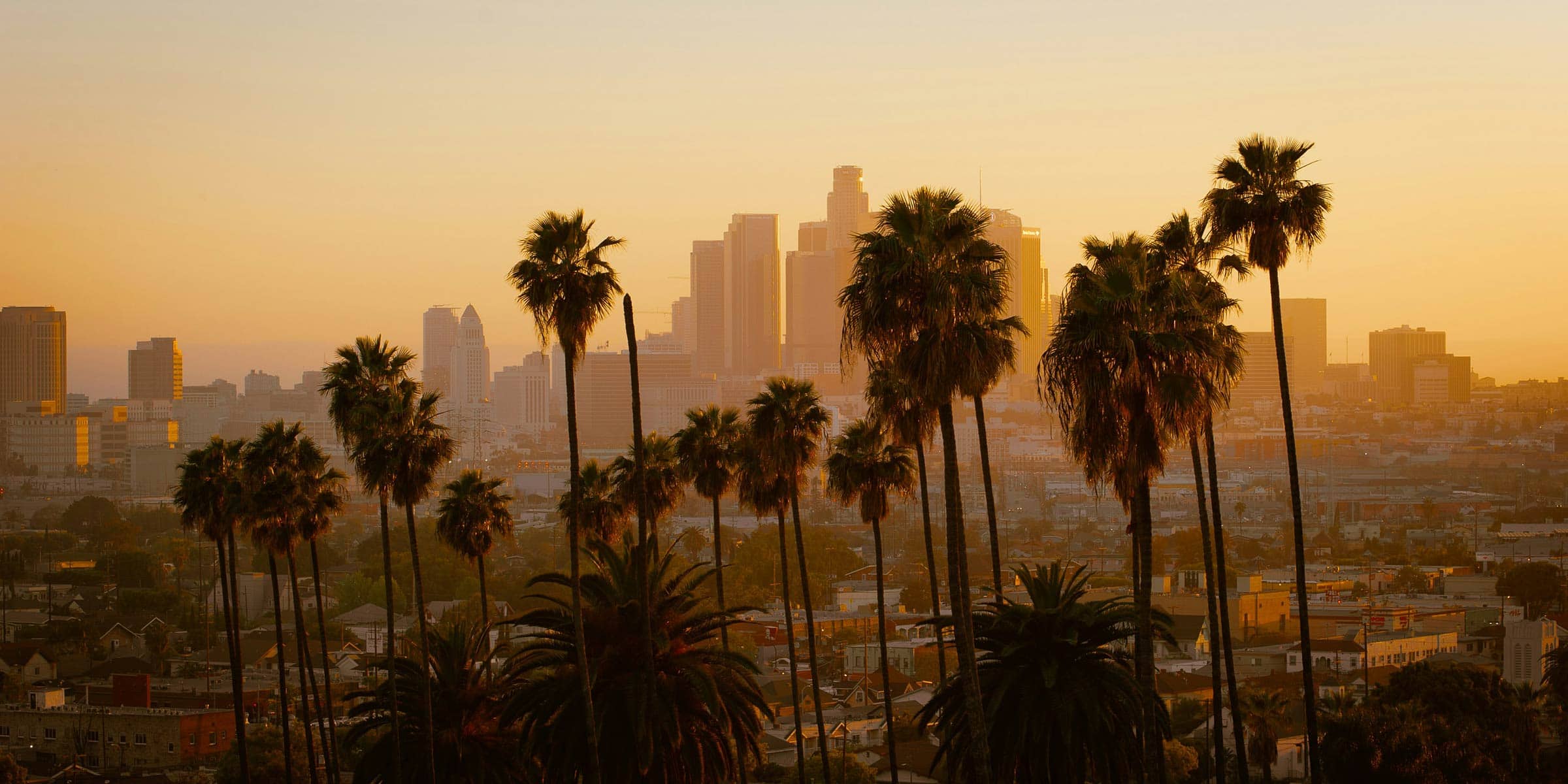 Los Angeles with palm trees in the foreground and skyscapers in the background