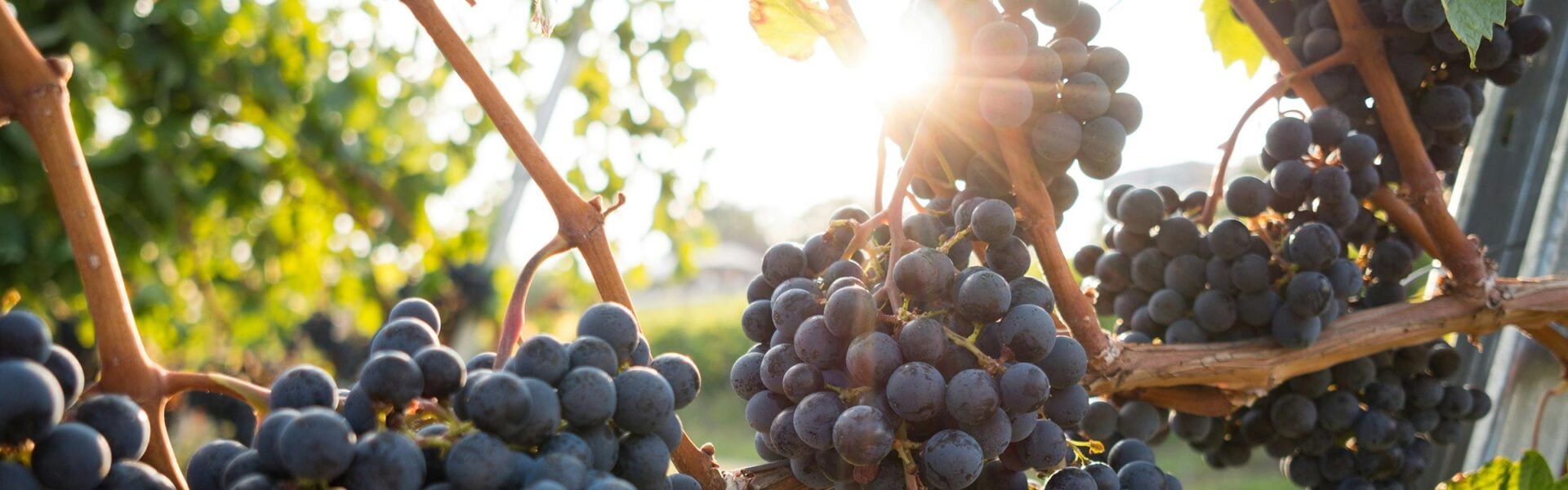 A close up image of grapes on the vine with the sunlight coming through.