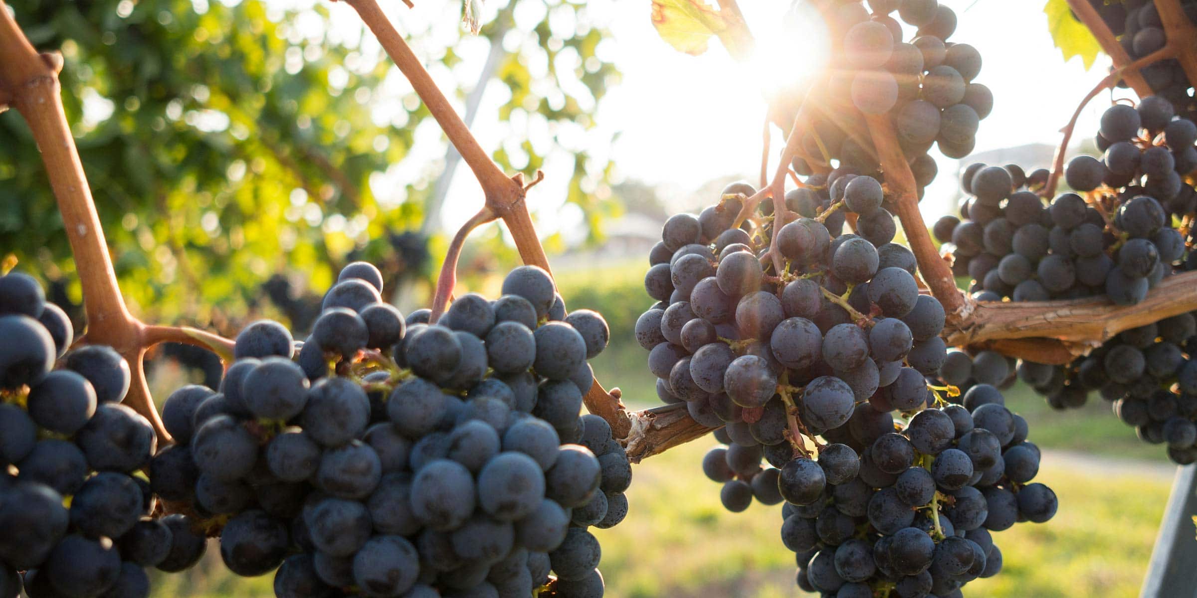 Grapes on the vine with the sun shining through