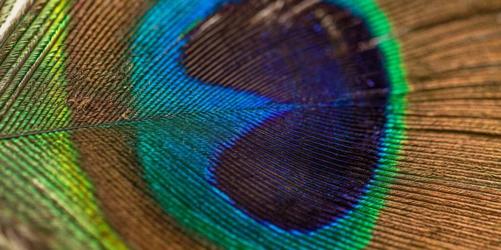 Close up of a colorful peacock feather