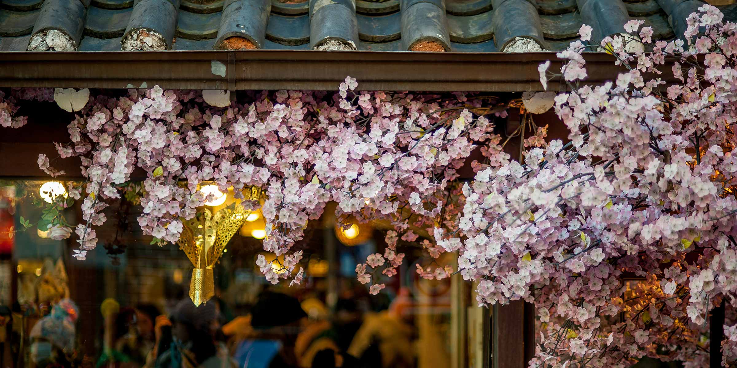 A blooming cherry tree growing next to a building.