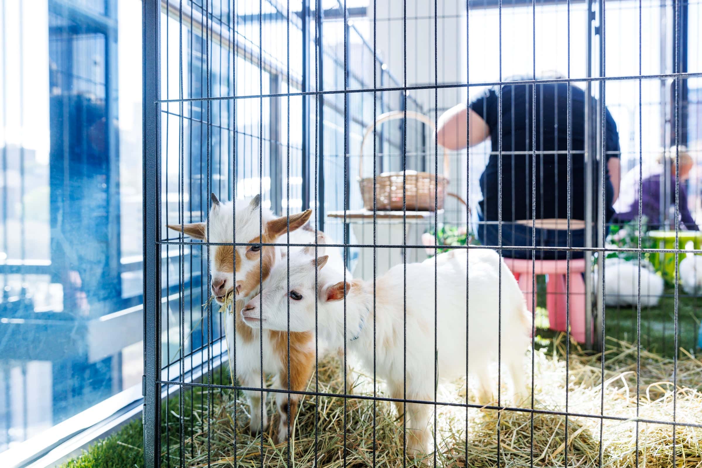 Two baby goats in a pen.