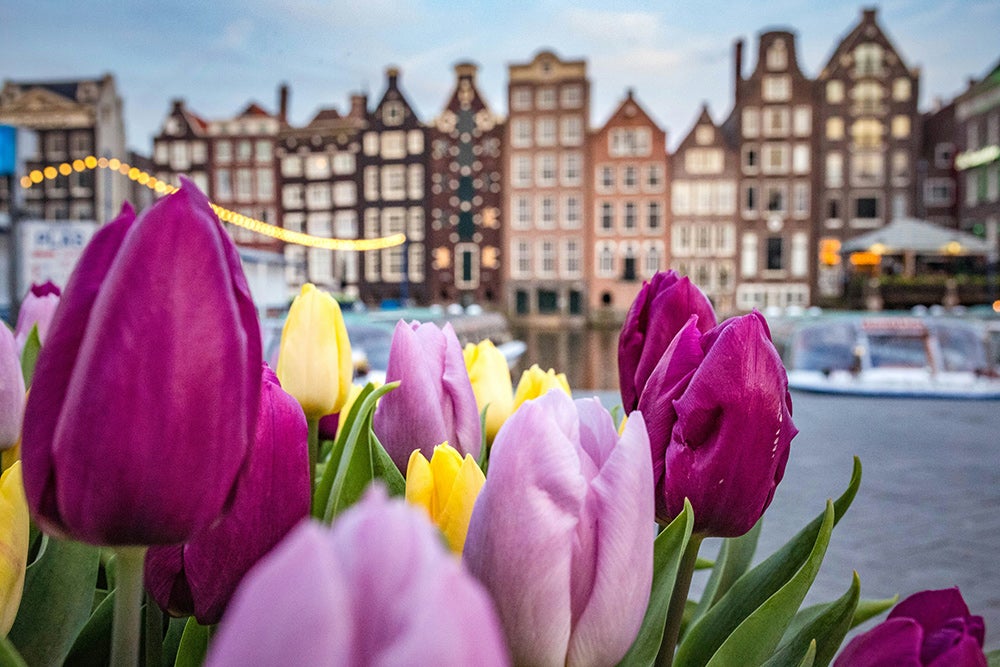 Colorful tulips in the foreground with historic canal houses and boats along a waterfront in Amsterdam blurred in the background.